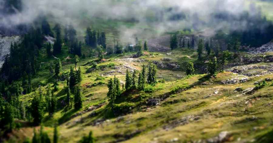 Tartufi i bardhë, biznes fitimprurës