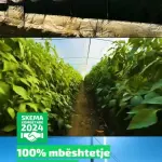 Fermerët e Koçovës përfitojnë nga Skema Kombëtare